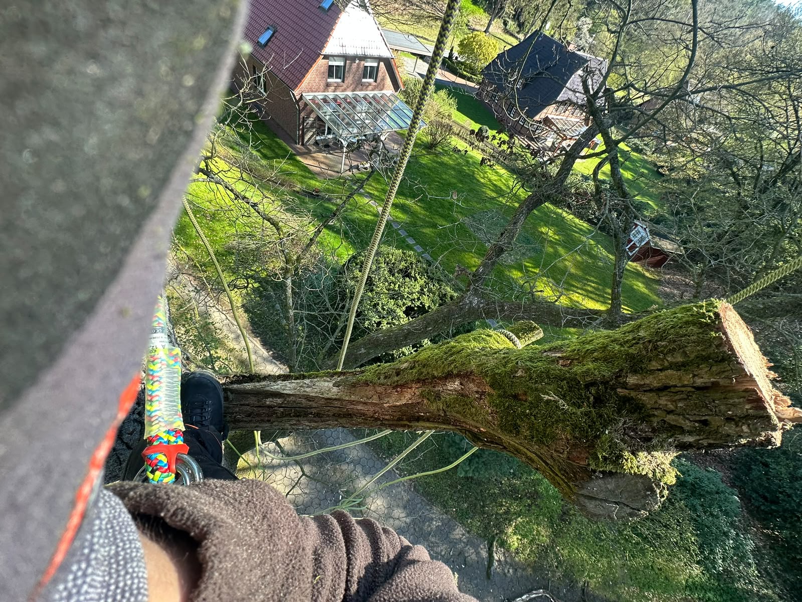 Totholzentfernung an einem Baum mittels Seilklettertechnik (SKT) durch Baumservice Nordheide