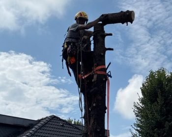 Baumpfleger bei einer Baumfällung mit Seilklettertechnik