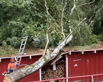 Umgestürzter Baum auf einem Gebäude vor der Bergung